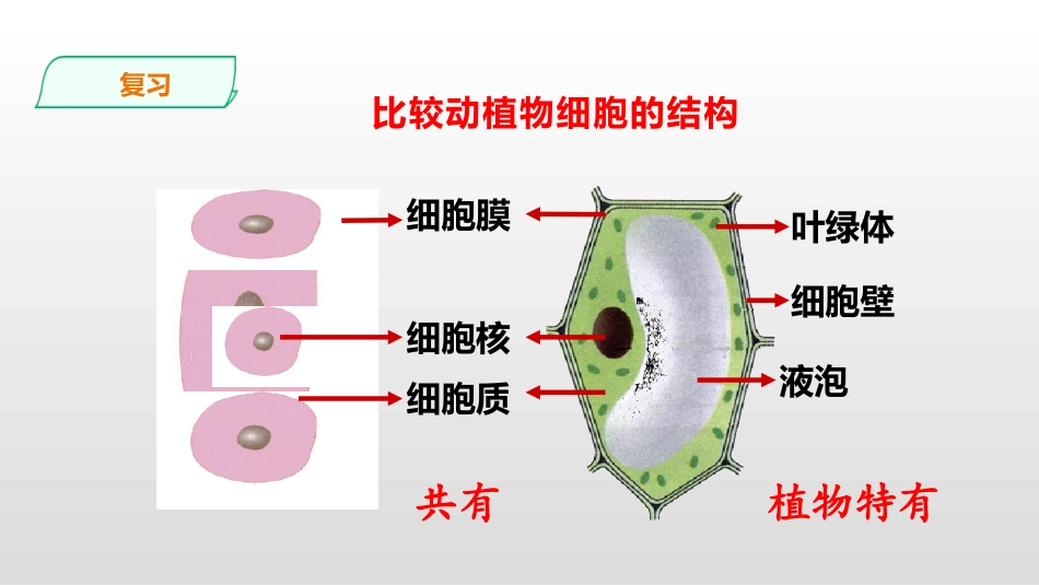 《细胞的生活》PPT课件[人教版七年级生物上册]_第2页
