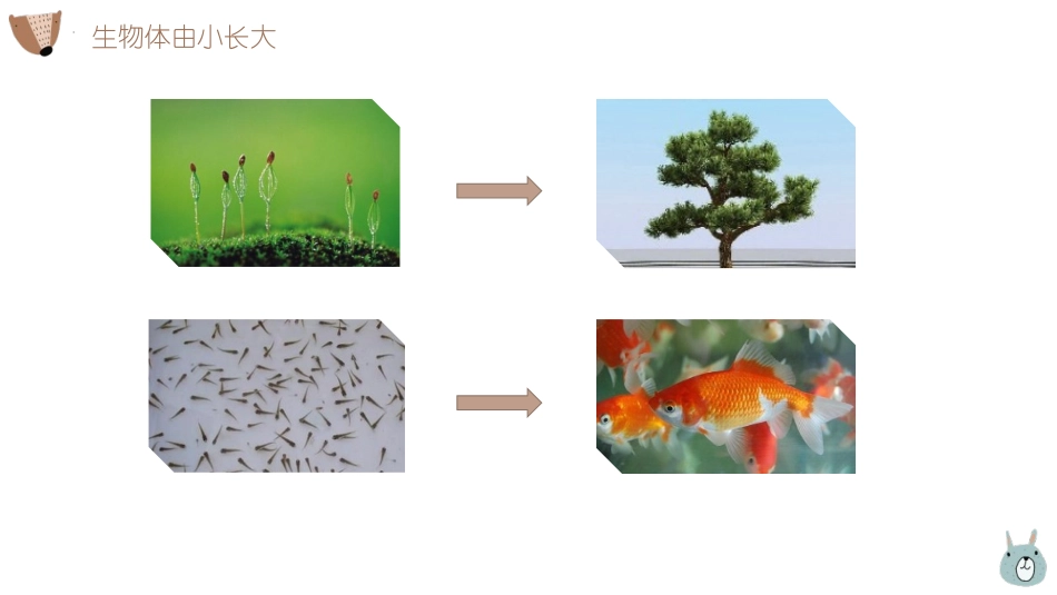 《细胞通过分裂产生新细胞》PPT课件[人教版七年级生物上册]_第3页