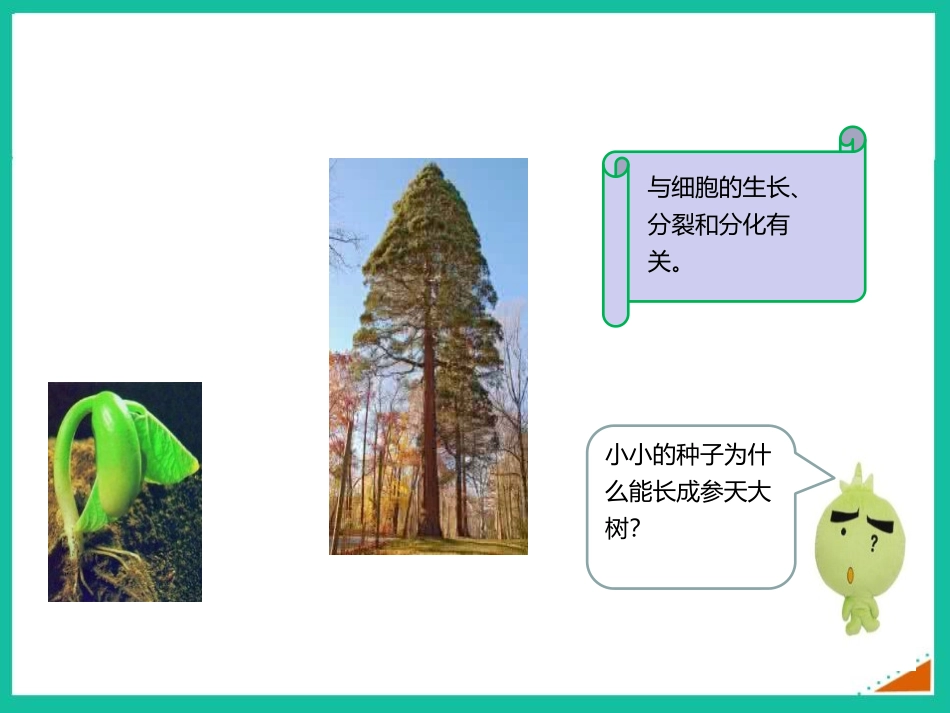 《细胞通过分裂产生新细胞》PPT优秀课件[人教版七年级生物]_第2页