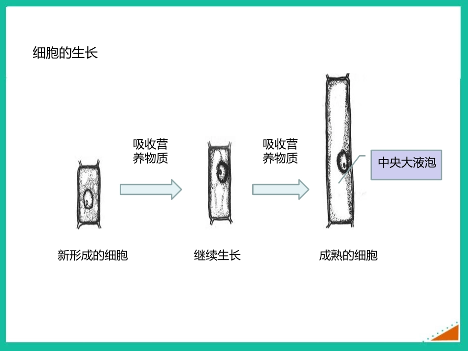 《细胞通过分裂产生新细胞》PPT优秀课件[人教版七年级生物]_第3页