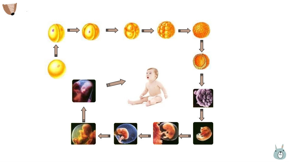 《动物体的结构层次》PPT课件[人教版七年级生物上册]_第2页