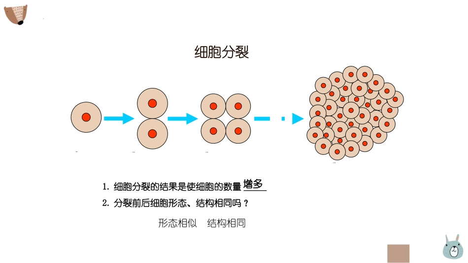 《动物体的结构层次》PPT课件[人教版七年级生物上册]_第3页