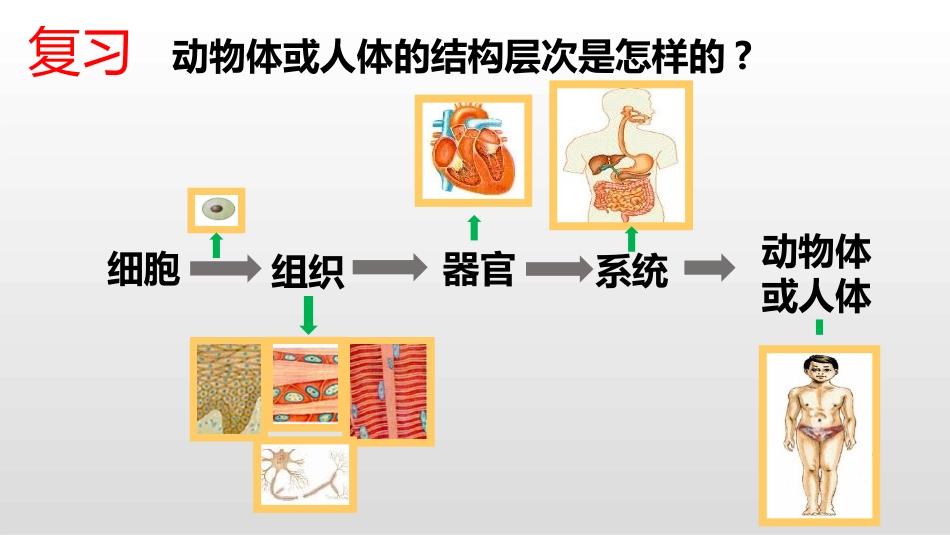 《植物体的结构层次》PPT优质课件[人教版七年级生物上册]_第1页