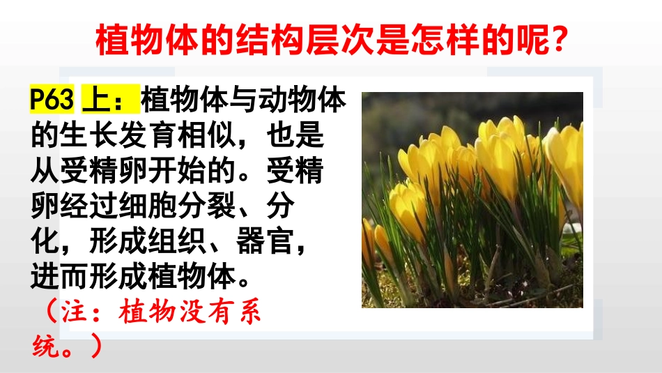 《植物体的结构层次》PPT优质课件[人教版七年级生物上册]_第2页