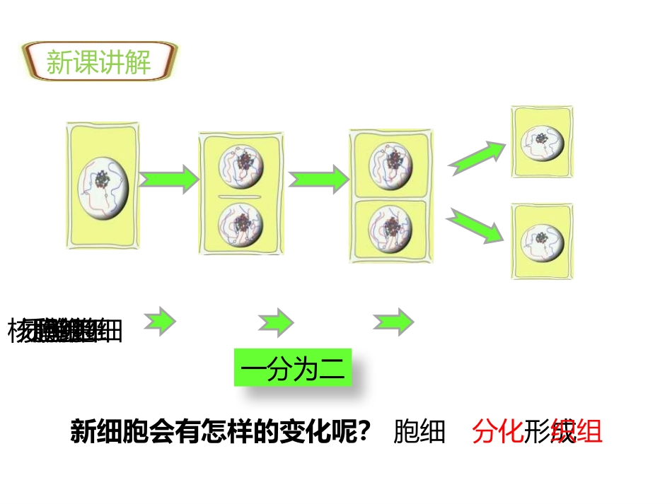 《植物体的结构层次》PPT优秀课件[人教版七年级生物上册]_第2页
