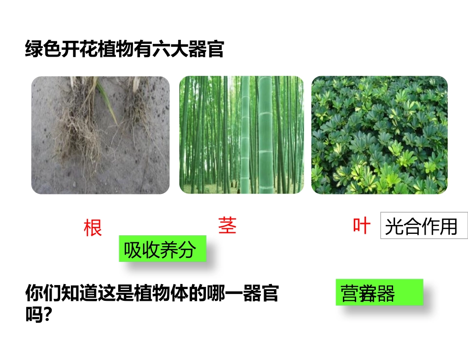 《植物体的结构层次》PPT优秀课件[人教版七年级生物上册]_第3页