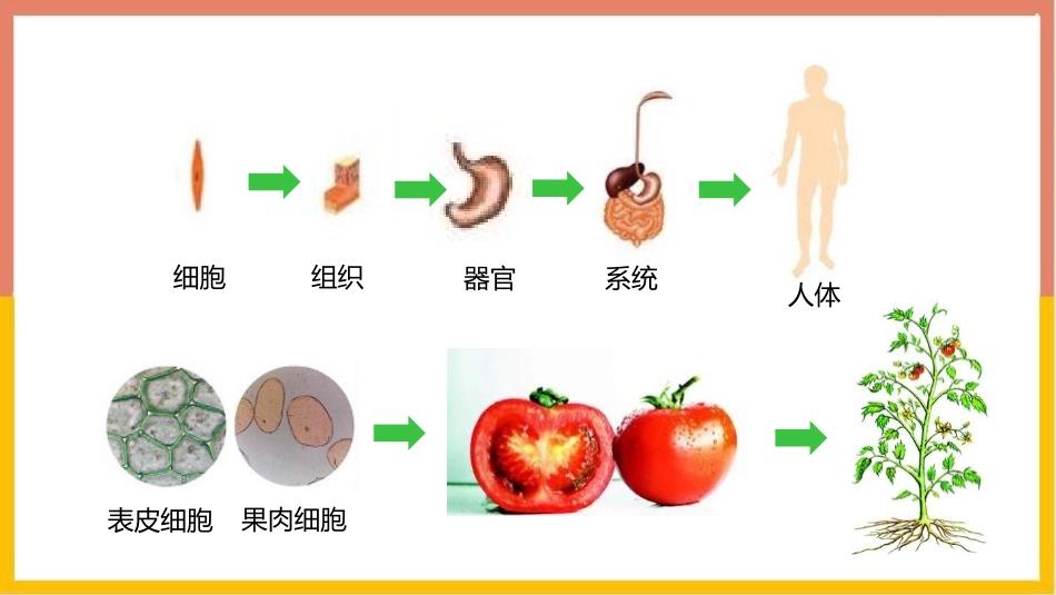《植物体的结构层次》PPT免费课件[人教版七年级生物上册]_第2页