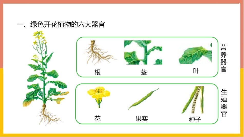 《植物体的结构层次》PPT免费课件[人教版七年级生物上册]_第3页