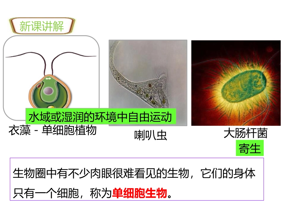 《单细胞生物》PPT课件[人教版七年级生物上册]_第3页