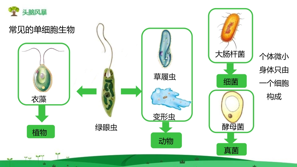 《单细胞生物》PPT教学课件[人教版七年级生物上册]_第1页