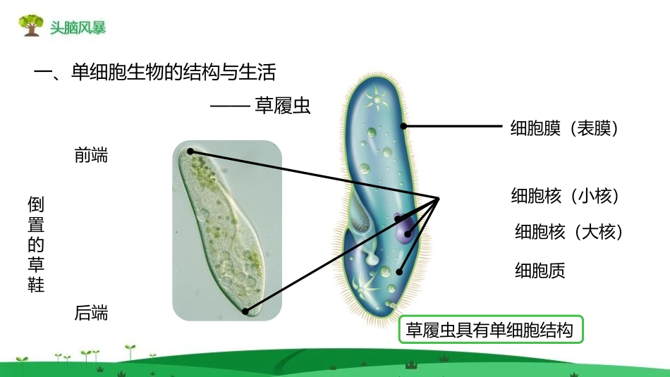 《单细胞生物》PPT教学课件[人教版七年级生物上册]_第2页