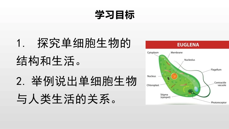 《单细胞生物》PPT免费课件[人教版七年级生物上册]_第3页