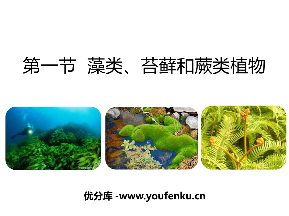 《藻类、苔藓和蕨类植物》PPT免费课件[人教版七年级生物]_第1页