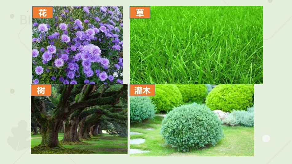 《藻类、苔藓和蕨类植物》PPT优质课件[人教版七年级生物]_第3页