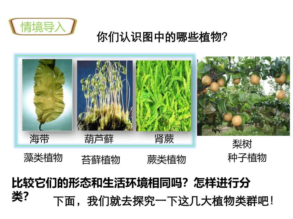 《藻类、苔藓和蕨类植物》PPT优秀课件[人教版七年级生物]_第2页