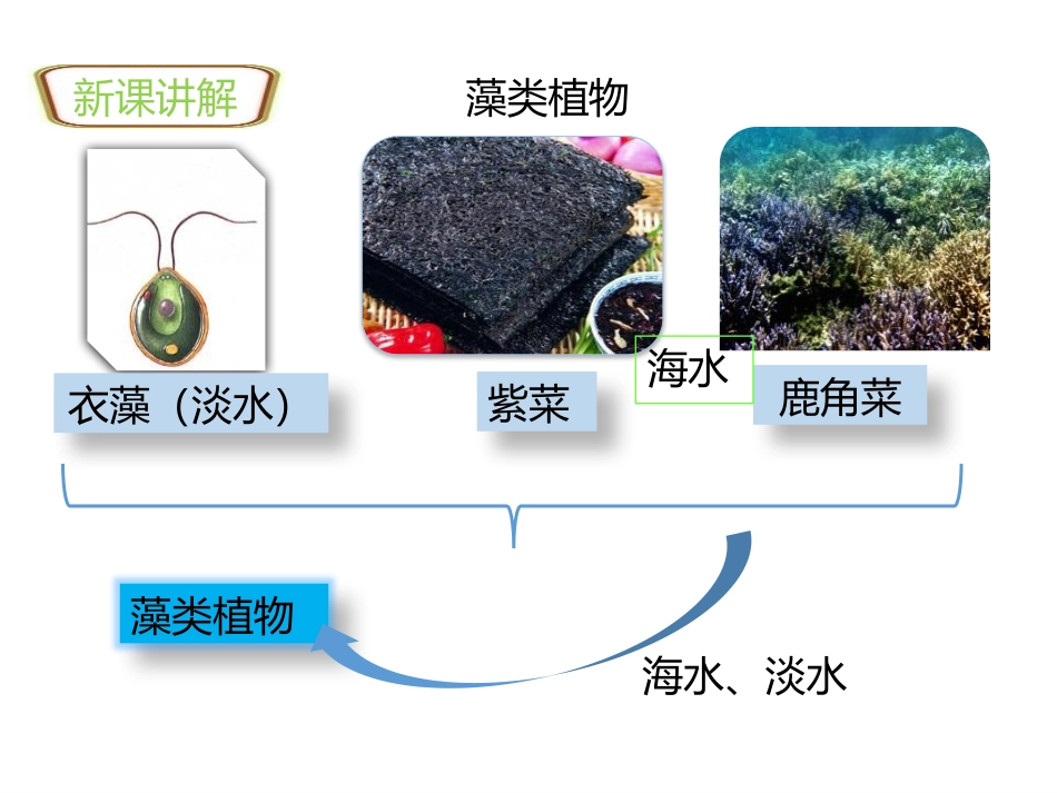 《藻类、苔藓和蕨类植物》PPT优秀课件[人教版七年级生物]_第3页