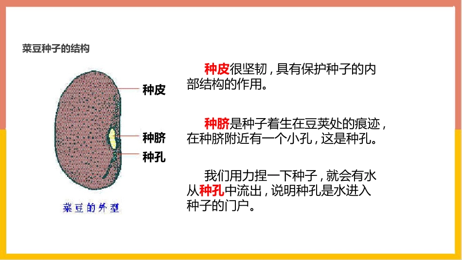 《种子植物》PPT教学课件[人教版七年级生物上册]_第3页