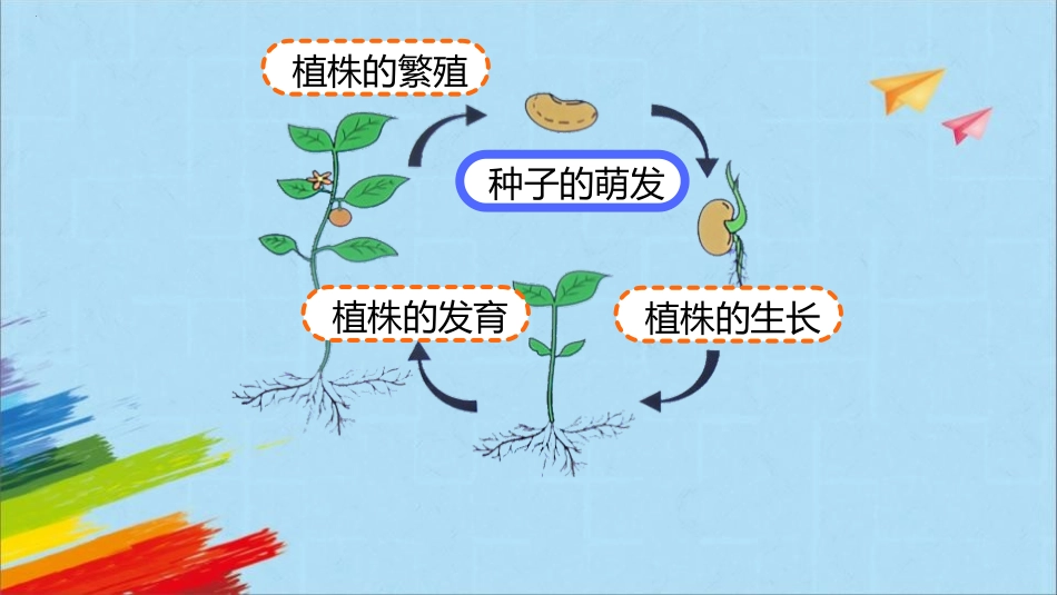 《种子的萌发》PPT免费课件(第1课时)[人教版七年级生物]_第2页