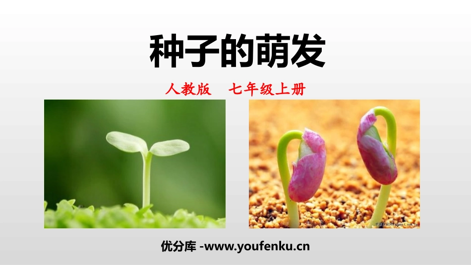 《种子的萌发》PPT优质课件[人教版七年级生物上册]_第1页