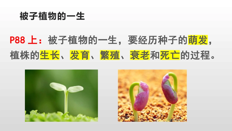 《种子的萌发》PPT优质课件[人教版七年级生物上册]_第3页