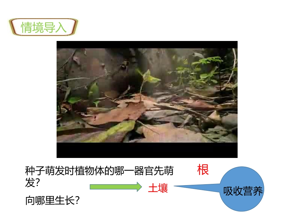 《植株的生长》PPT免费课件[人教版七年级生物上册]_第2页