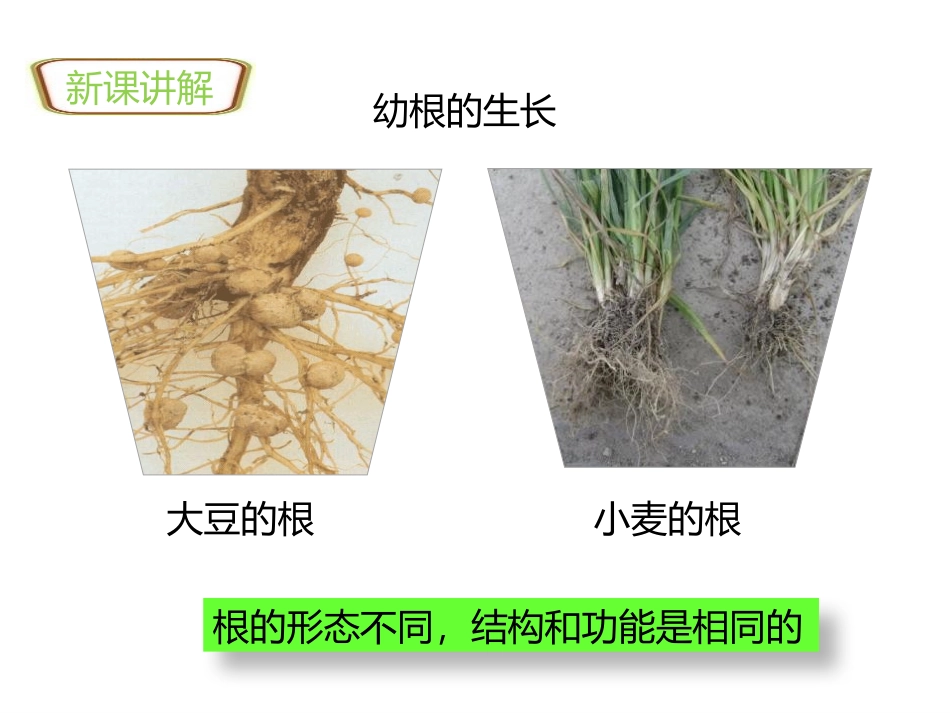 《植株的生长》PPT免费课件[人教版七年级生物上册]_第3页