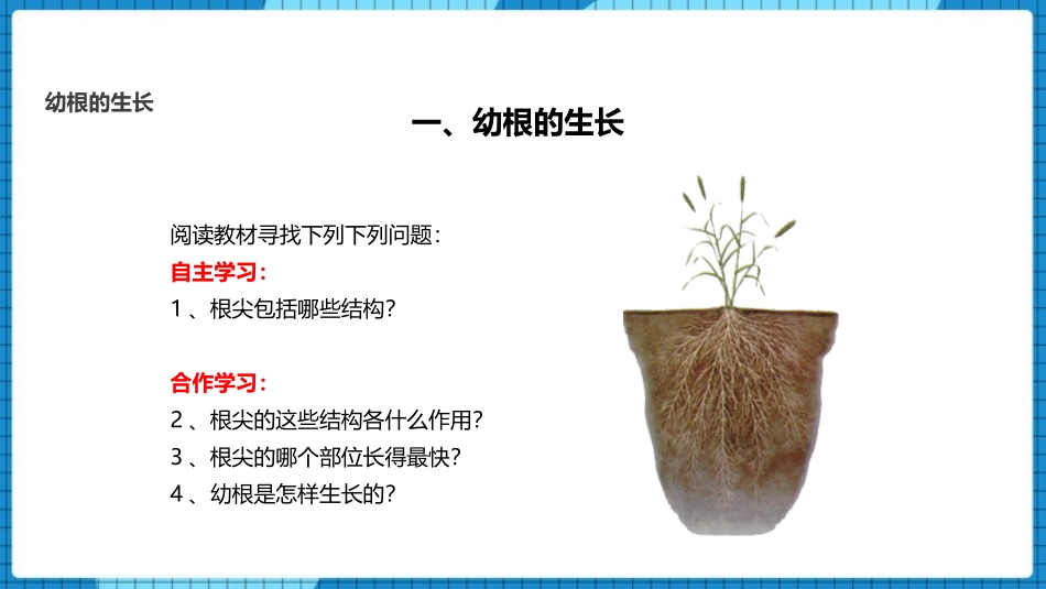 《植株的生长》PPT课件[人教版七年级生物上册]_第2页