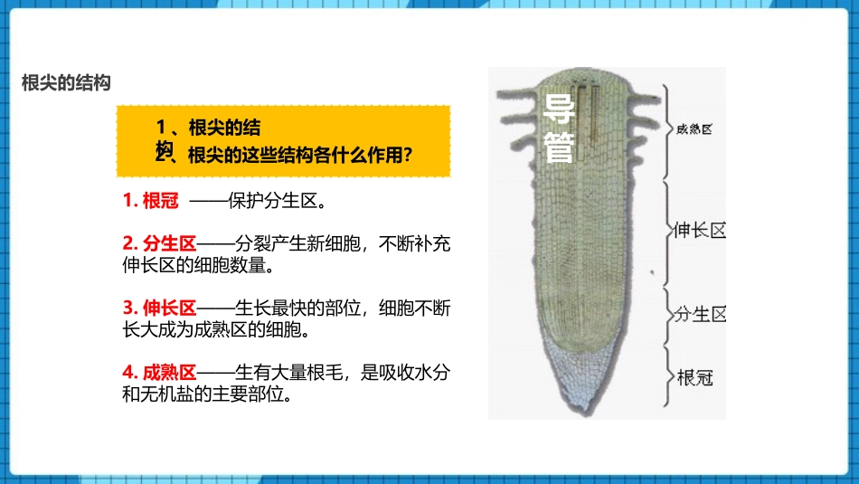 《植株的生长》PPT课件[人教版七年级生物上册]_第3页