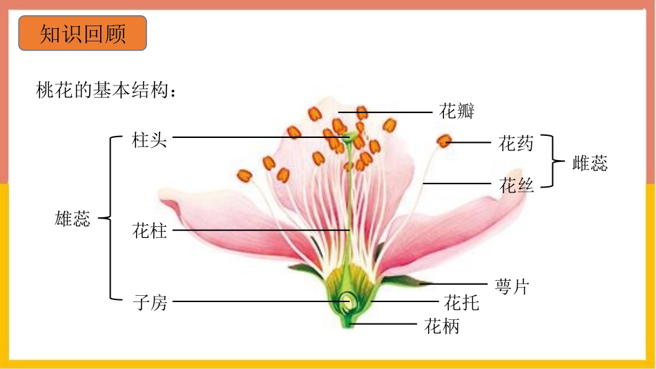 《开花和结果》PPT(第2课时)PPT课件[人教版七年级生物]_第3页