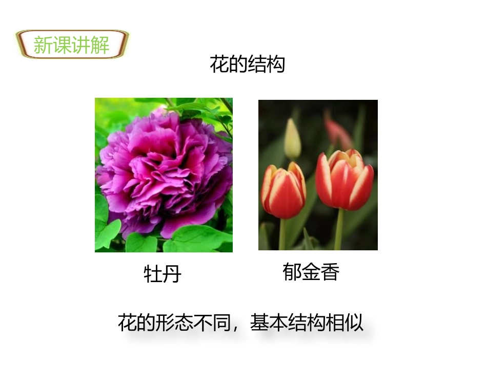 《开花和结果》PPT优质课件[人教版七年级生物上册]_第2页