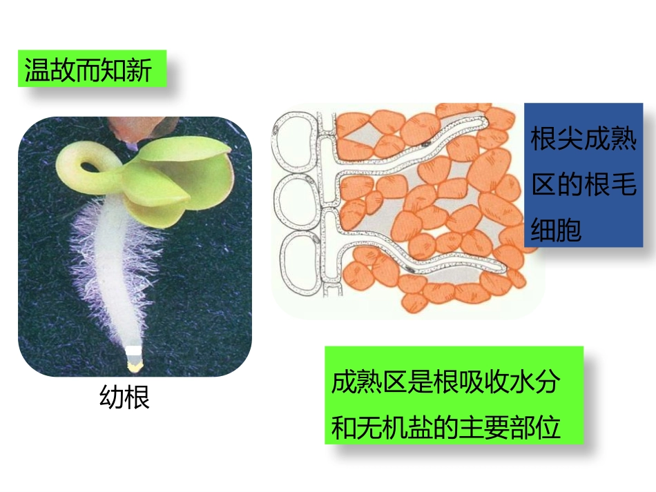 《绿色植物与生物圈的水循环》PPT课件[人教版七年级生物]_第3页