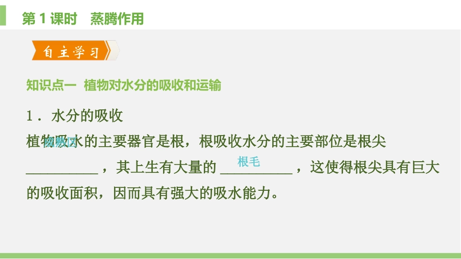《绿色植物与生物圈的水循环》PPT免费课件(第1课时)_第2页