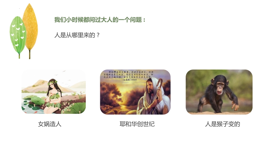 《人类的起源和发展》PPT优质课件[人教版七年级生物下册]_第3页