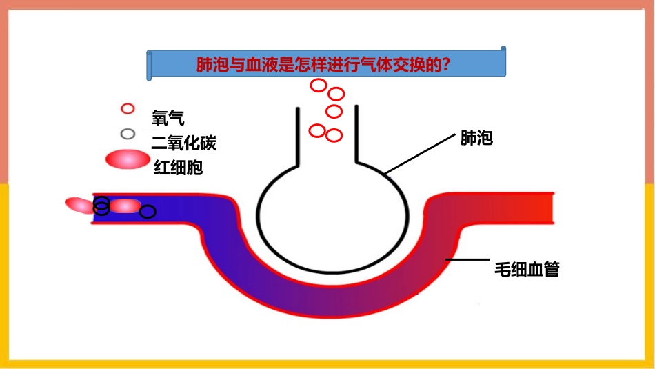 《发生在肺内的气体交换》PPT课件(第2课时)[人教版七年级生物]_第3页