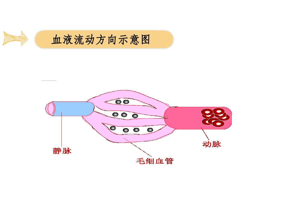 《血流的管道-血管》PPT课件[人教版七年级生物下册]_第3页
