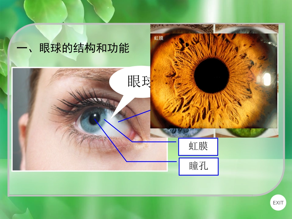 《人体对外界环境的感知》PPT免费课件[人教版七年级生物]_第2页
