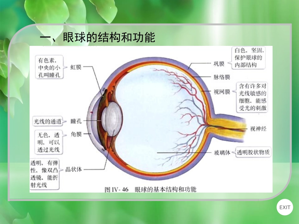 《人体对外界环境的感知》PPT免费课件[人教版七年级生物]_第3页