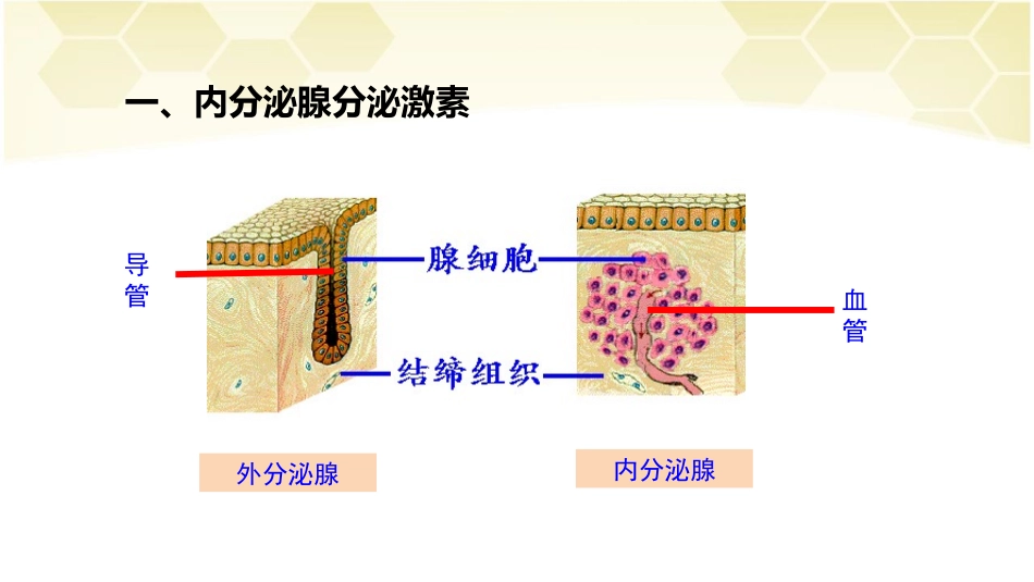 《激素调节》PPT课件[人教版七年级生物下册]_第2页