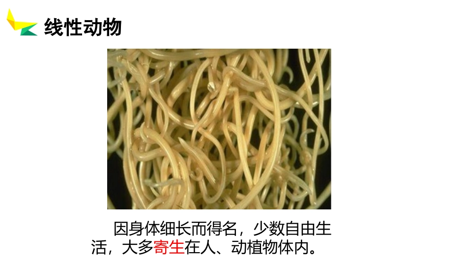 《线形动物和环节动物》PPT课件[人教版八年级生物上册]_第3页