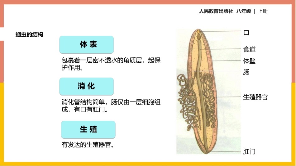 《线形动物和环节动物》PPT优质课件[人教版八年级生物上册]_第2页