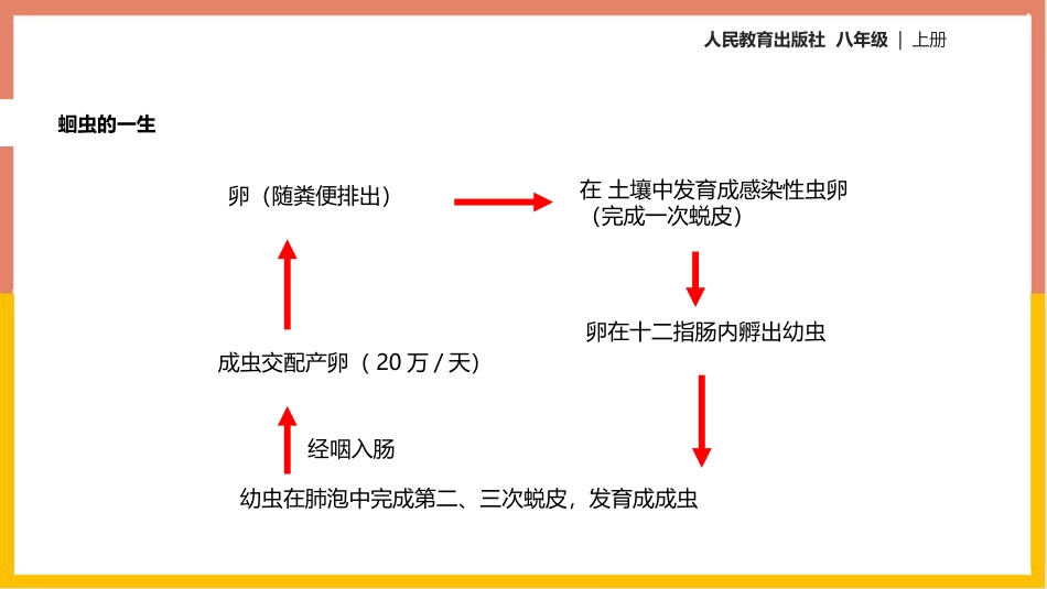 《线形动物和环节动物》PPT优质课件[人教版八年级生物上册]_第3页