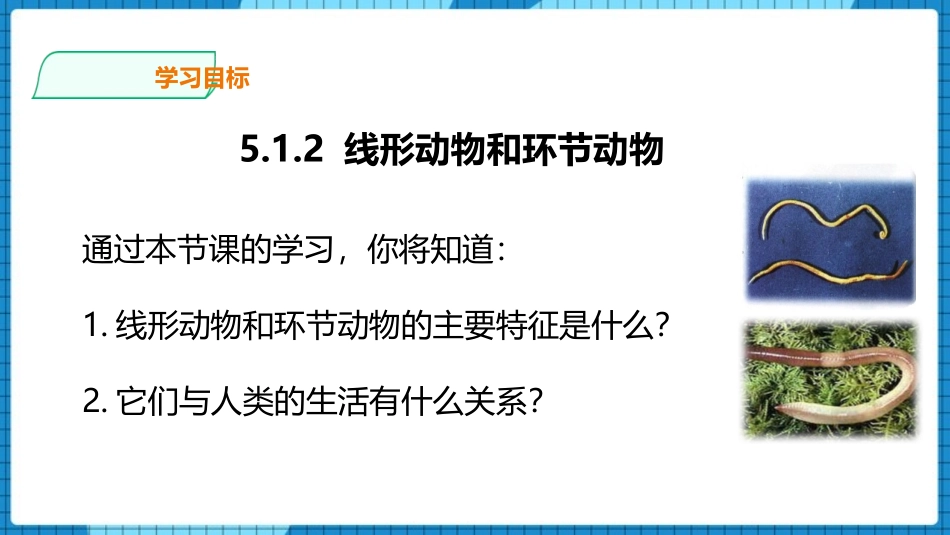 《线形动物和环节动物》PPT优秀课件[人教版八年级生物上册]_第3页