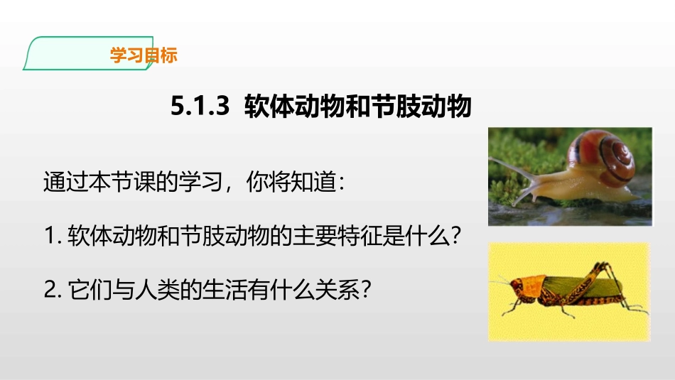 《软体动物和节肢动物》PPT免费课件[人教版八年级生物上册]_第3页