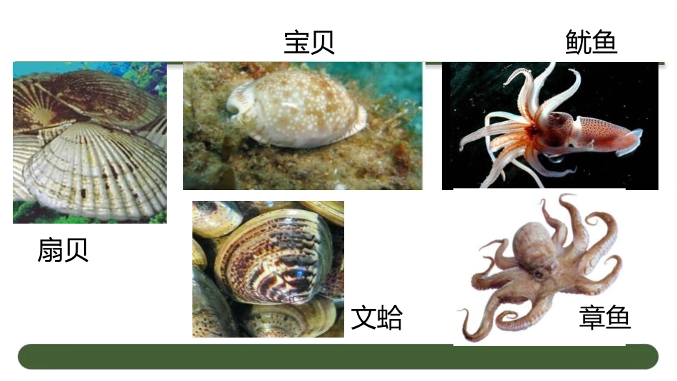《软体动物和节肢动物》PPT课件[人教版八年级生物上册]_第3页