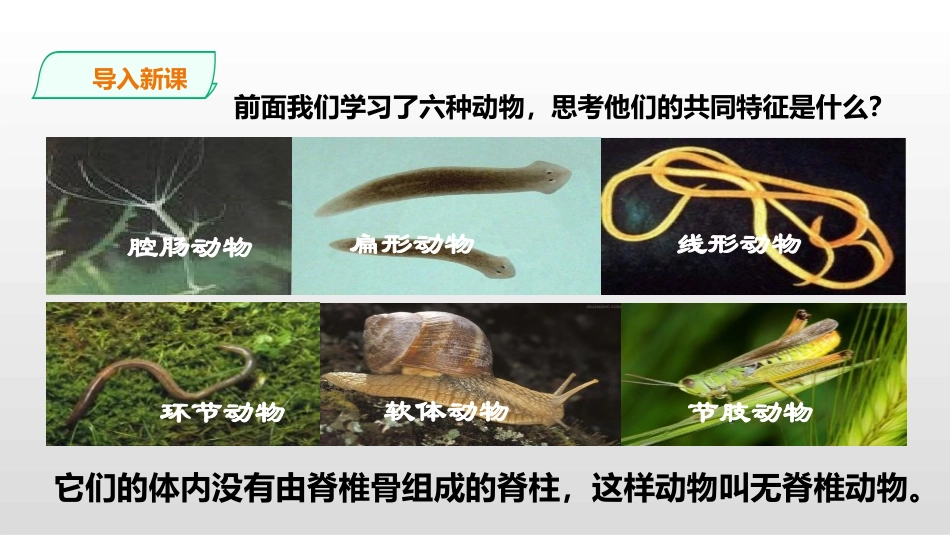 《鱼》PPT课件[人教版八年级生物上册]_第2页
