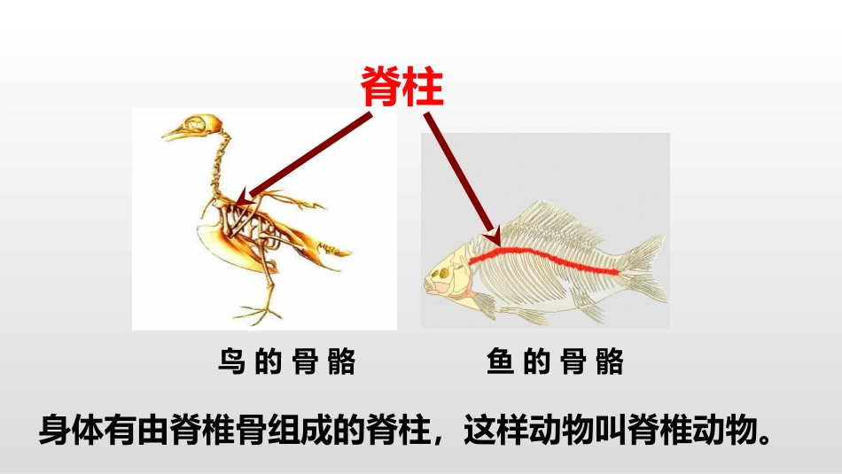 《鱼》PPT课件[人教版八年级生物上册]_第3页