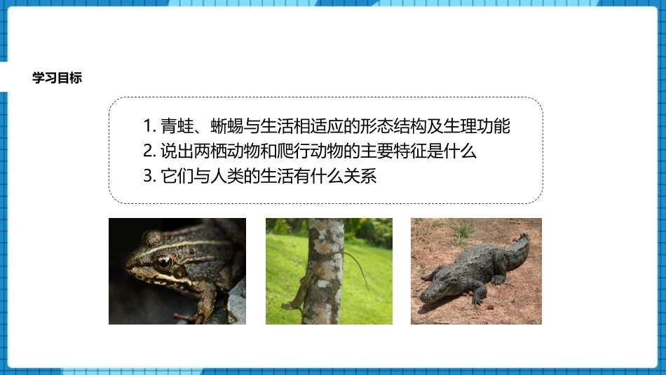 《两栖动物和爬行动物》PPT优秀课件[人教版八年级生物上册]_第3页