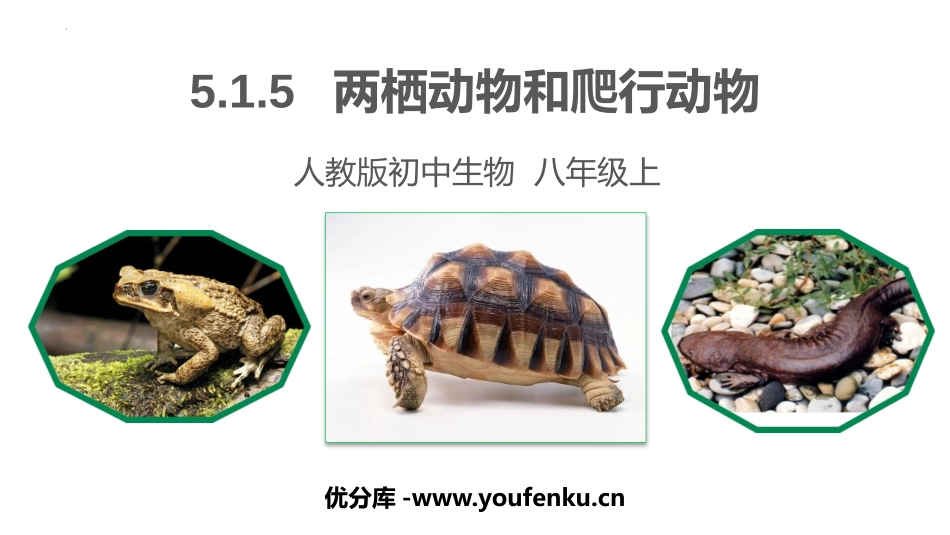 《两栖动物和爬行动物》PPT课件[人教版八年级生物上册]_第1页