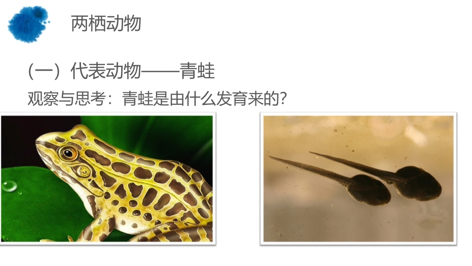 《两栖动物和爬行动物》PPT课件[人教版八年级生物上册]_第3页