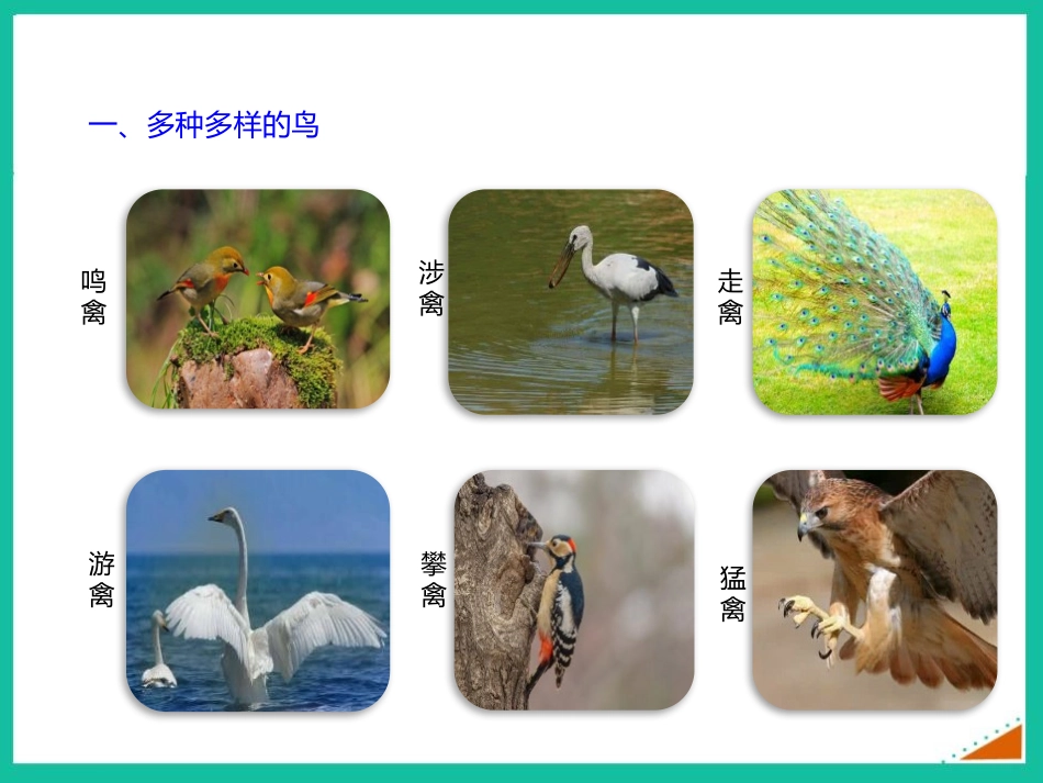 《鸟》PPT课件[人教版八年级生物上册]_第2页